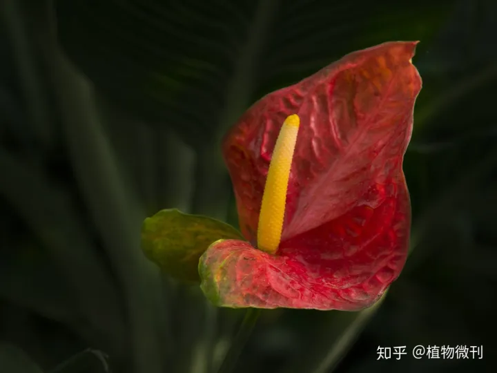 这10条养花技巧非常适合新手用英语，新手养花，入门攻略之花卉分类