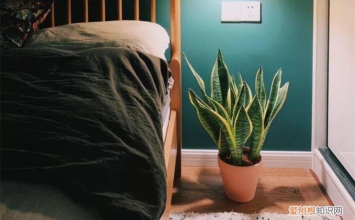 一年四季养什么花好养活呢，32种花养护大全，新手也能学的会，一年花开好几茬！