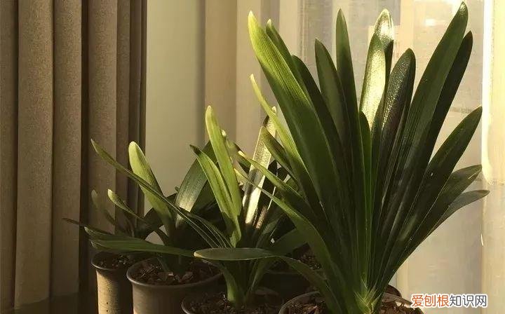 一年四季养什么花好养活呢，32种花养护大全，新手也能学的会，一年花开好几茬！