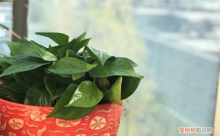 一年四季养什么花好养活呢，32种花养护大全，新手也能学的会，一年花开好几茬！