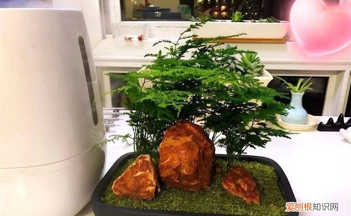 一年四季养什么花好养活呢，32种花养护大全，新手也能学的会，一年花开好几茬！