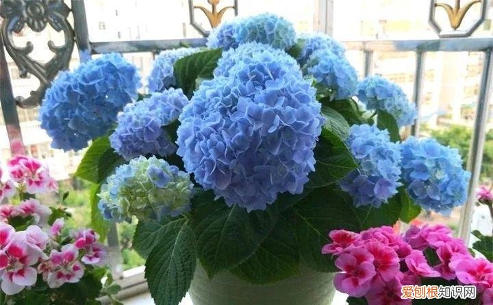 一年四季养什么花好养活呢，32种花养护大全，新手也能学的会，一年花开好几茬！