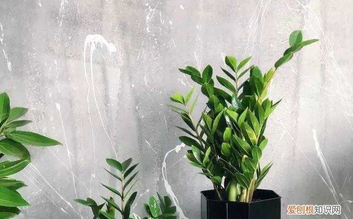 一年四季养什么花好养活呢，32种花养护大全，新手也能学的会，一年花开好几茬！