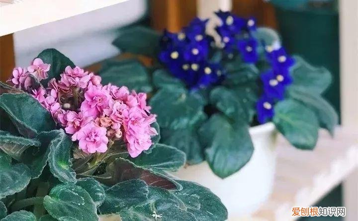 一年四季养什么花好养活呢，32种花养护大全，新手也能学的会，一年花开好几茬！