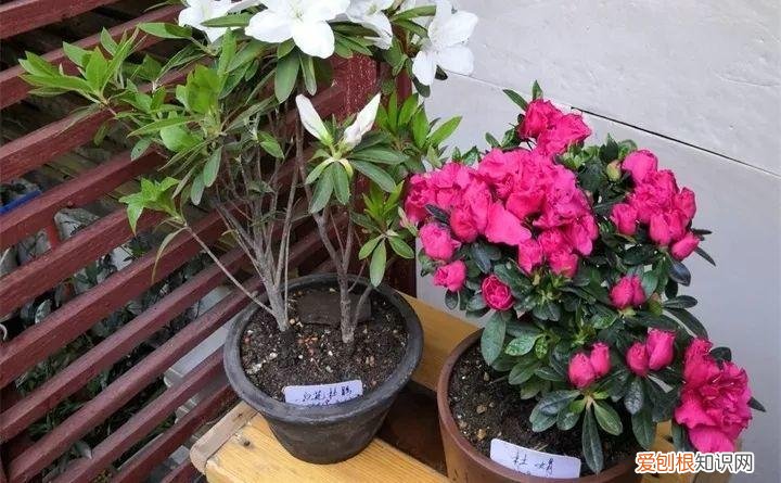 一年四季养什么花好养活呢，32种花养护大全，新手也能学的会，一年花开好几茬！