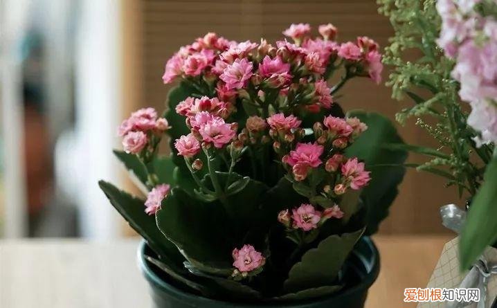 一年四季养什么花好养活呢，32种花养护大全，新手也能学的会，一年花开好几茬！