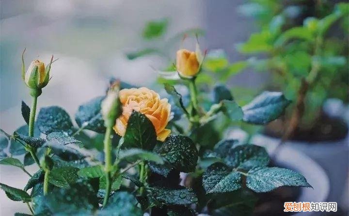 一年四季养什么花好养活呢，32种花养护大全，新手也能学的会，一年花开好几茬！