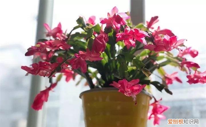一年四季养什么花好养活呢，32种花养护大全，新手也能学的会，一年花开好几茬！