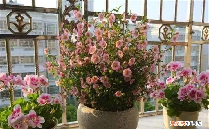 一年四季养什么花好养活呢，32种花养护大全，新手也能学的会，一年花开好几茬！