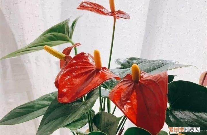 一年四季养什么花好养活呢，32种花养护大全，新手也能学的会，一年花开好几茬！