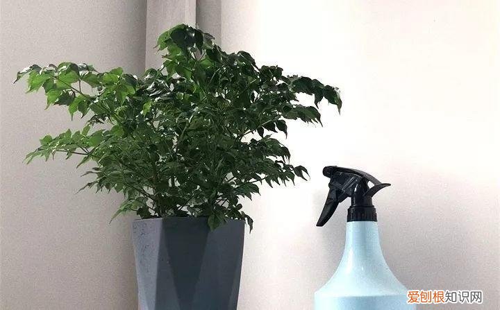 一年四季养什么花好养活呢，32种花养护大全，新手也能学的会，一年花开好几茬！