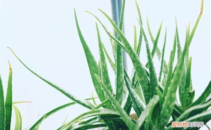 一年四季养什么花好养活呢，32种花养护大全，新手也能学的会，一年花开好几茬！