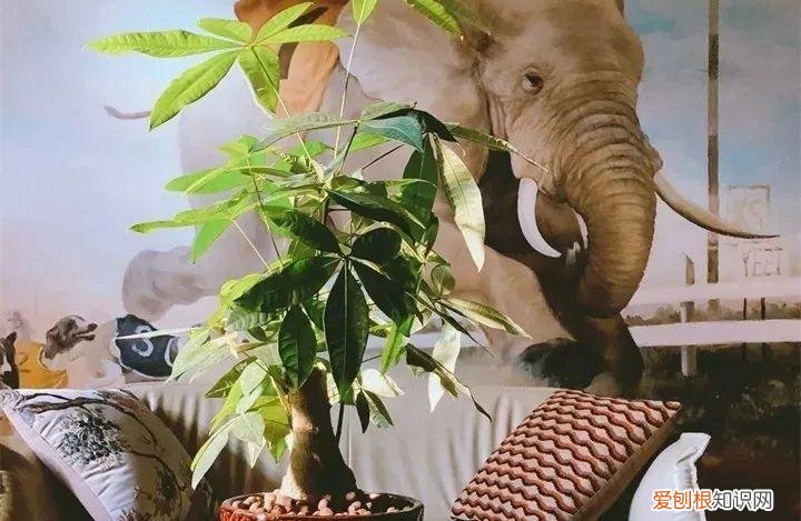 一年四季养什么花好养活呢，32种花养护大全，新手也能学的会，一年花开好几茬！