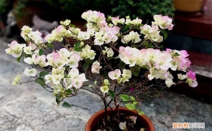 一年四季养什么花好养活呢，32种花养护大全，新手也能学的会，一年花开好几茬！