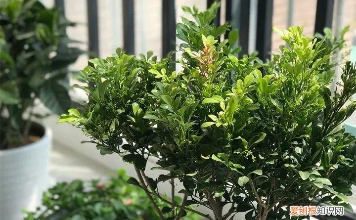 一年四季养什么花好养活呢，32种花养护大全，新手也能学的会，一年花开好几茬！