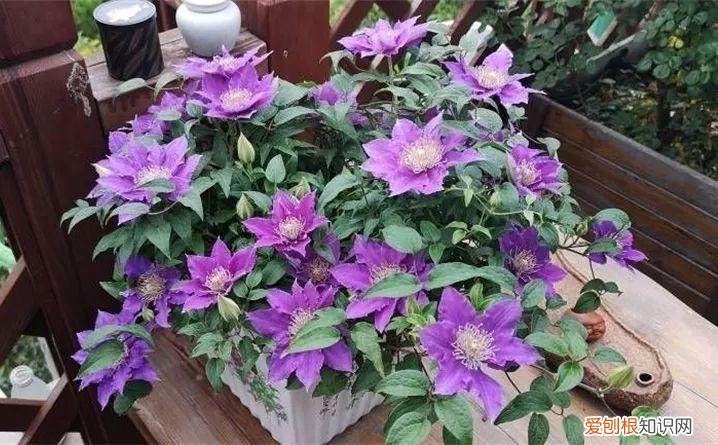 一年四季养什么花好养活呢，32种花养护大全，新手也能学的会，一年花开好几茬！