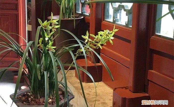 一年四季养什么花好养活呢，32种花养护大全，新手也能学的会，一年花开好几茬！