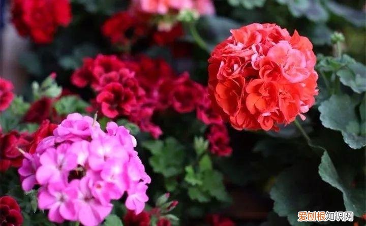 一年四季养什么花好养活呢，32种花养护大全，新手也能学的会，一年花开好几茬！