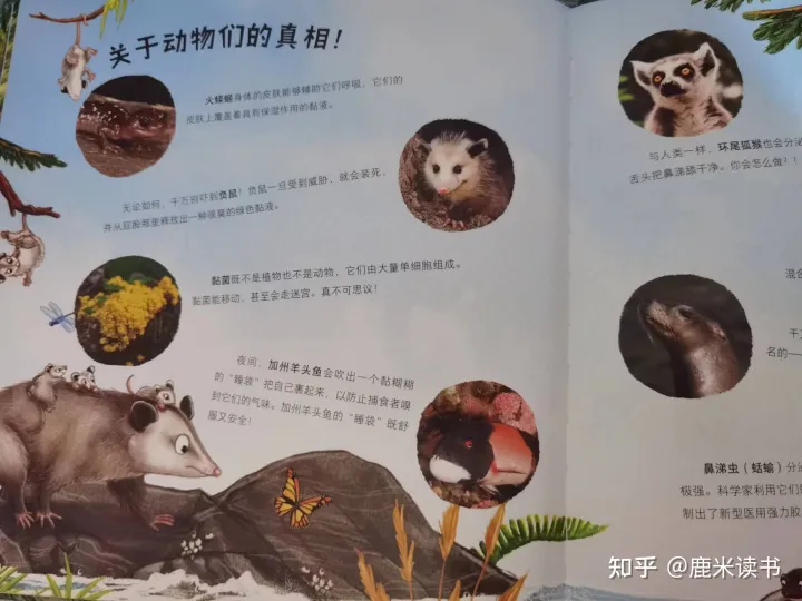 还有什么小动物用什么来辨味，《有味道的动物科普》调动孩子的五官感触，回味无穷