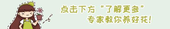 如何养花常识，养花也要做功课，40条经验一掌握，啥花都能养的好！