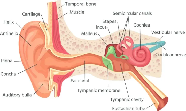 怎样提高孩子的专注力和集中力,如何提高孩子专注力?