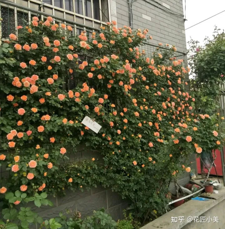 根系发达的盆栽，这“9种花”要用大盆种，根系发达爱“吃土”，盆大长势更旺盛