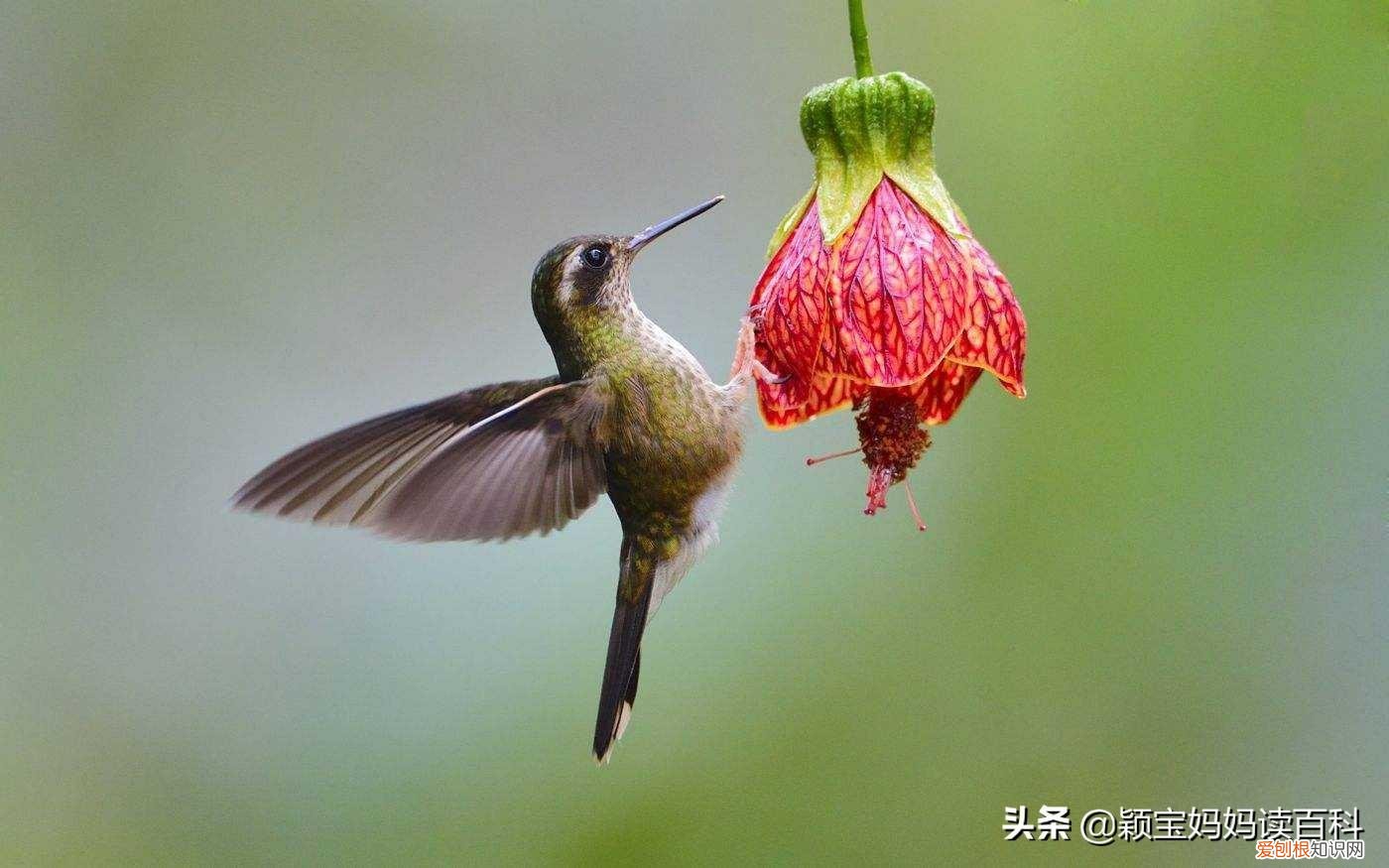 二十三 鸟类科普专栏，少儿百科科普：鸟类知识