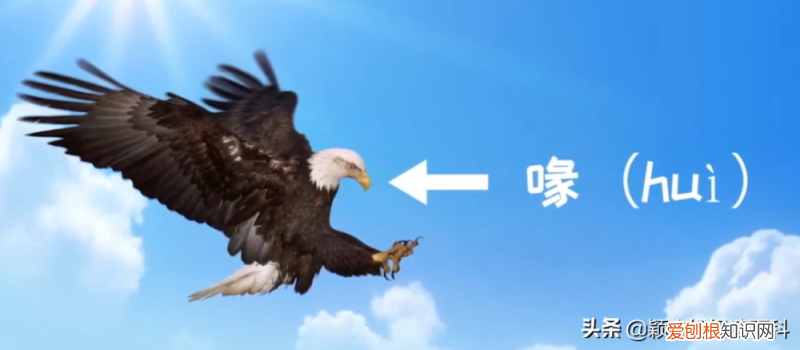 二十三 鸟类科普专栏，少儿百科科普：鸟类知识