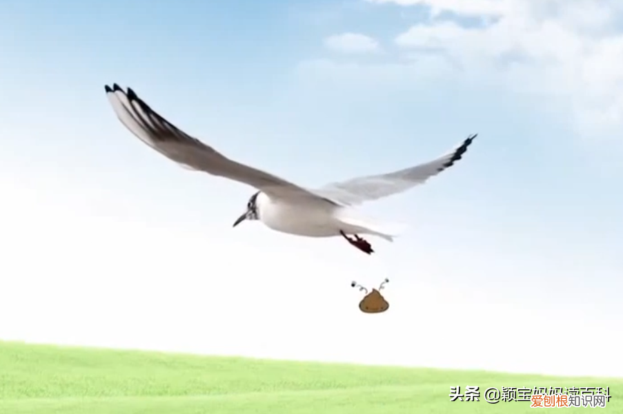 二十三 鸟类科普专栏，少儿百科科普：鸟类知识