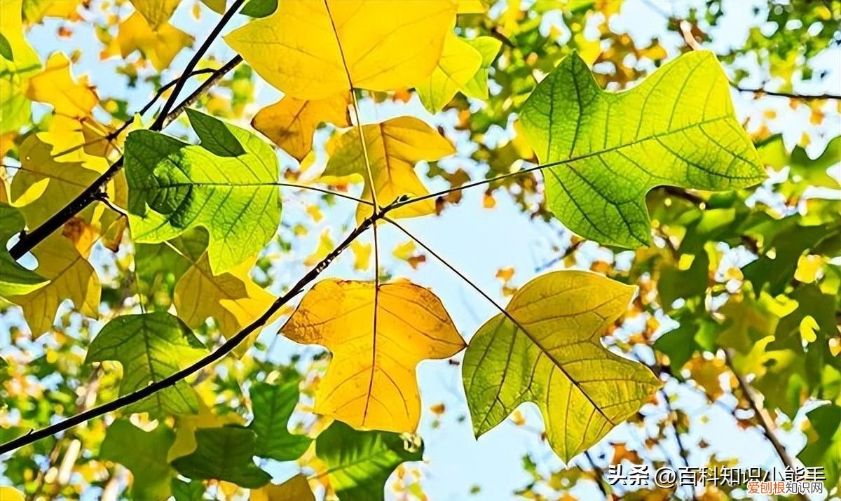 有趣的科学小知识 科普常识，科学科普｜一些有趣的科普小知识，快来看看有没有你感兴趣的