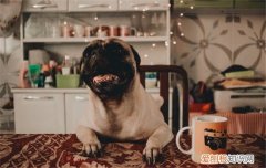 如何训练狗狗吃饭，正确的训练方式你知道吗，如何训练狗狗慢慢吃东西