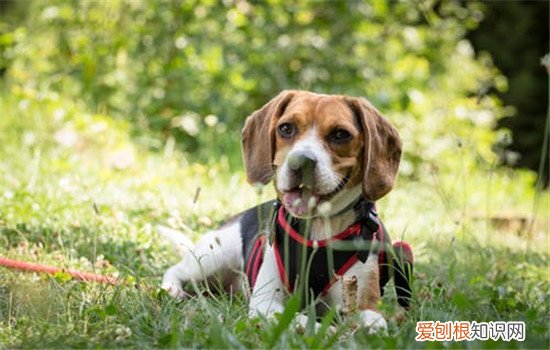 如何训练狗狗吃饭，正确的训练方式你知道吗，如何训练狗狗慢慢吃东西