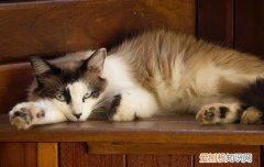 得了肿瘤的猫能活多久，猫咪得肿瘤会自愈吗