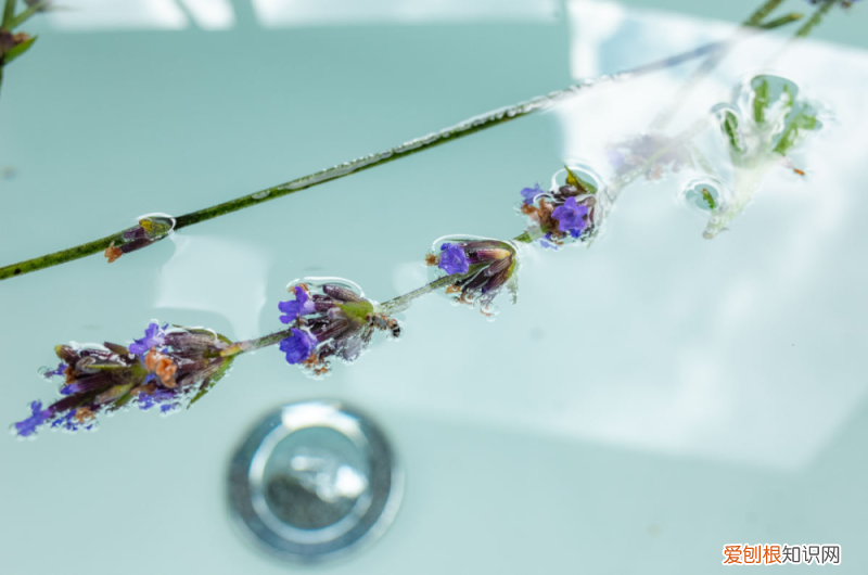 生活小妙招用什么养花，邻居发来的养花技巧，条条干货，简单好学