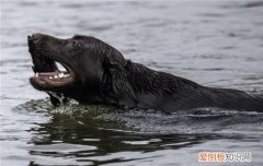 怎么训练狗狗游泳，狗狗怕水要怎么训练才好，怎么训练狗狗下水游泳