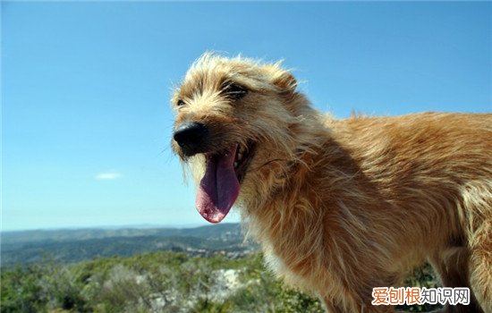 怎么训练狗狗游泳，狗狗怕水要怎么训练才好，怎么训练狗狗下水游泳