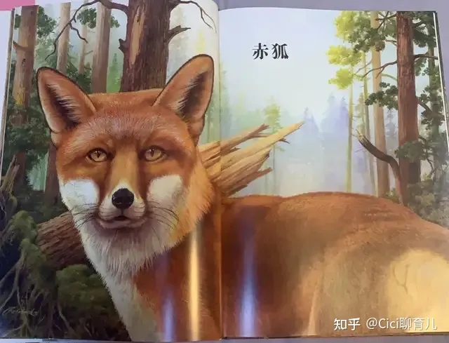 孩子与动物的近距离，带娃近距离了解动物，一起与森林动物面对面