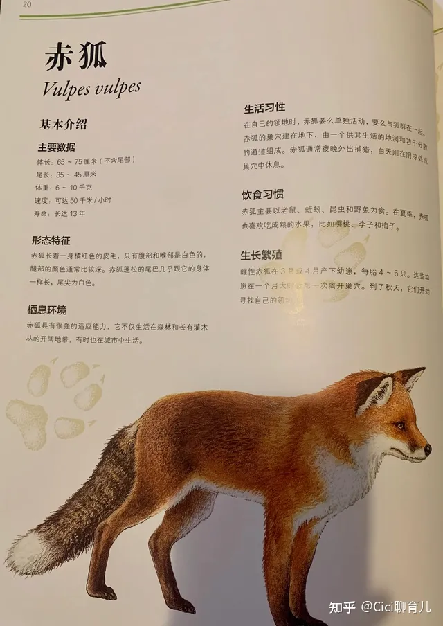 孩子与动物的近距离，带娃近距离了解动物，一起与森林动物面对面