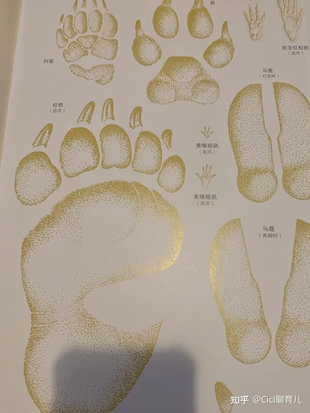 孩子与动物的近距离，带娃近距离了解动物，一起与森林动物面对面