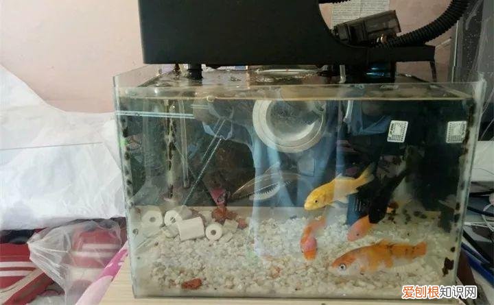 家庭养花技巧与禁忌，3个养花妙招，早学早知道，不用花钱买教训！