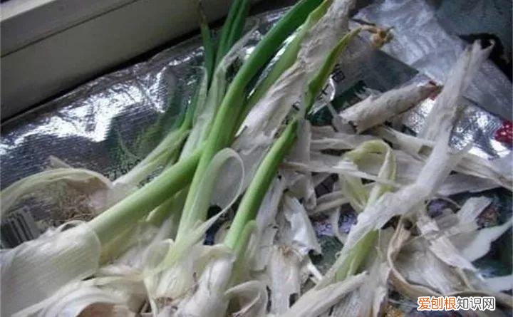 家庭养花技巧与禁忌，3个养花妙招，早学早知道，不用花钱买教训！