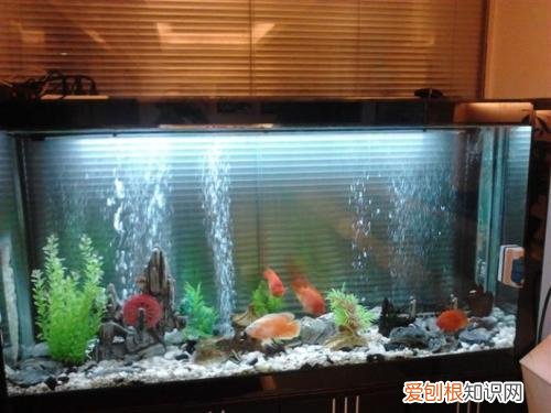 让花叶子更绿的偏方，养花用这5个小妙招，不花一分钱，绿叶长得旺！