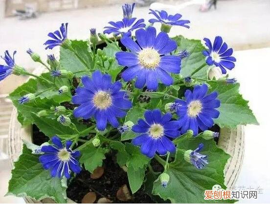 教你养花小技巧,流传于网络的养花妙招大全,真的很管用!