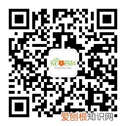 教你养花小技巧,流传于网络的养花妙招大全,真的很管用!