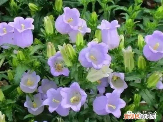 教你养花小技巧,流传于网络的养花妙招大全,真的很管用!