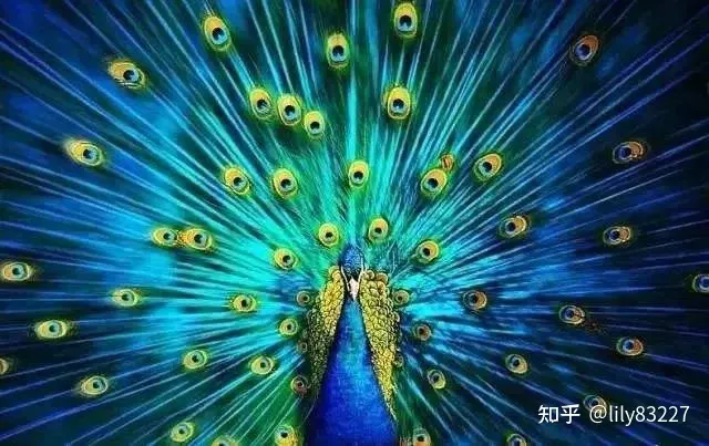 动物的朋友圈，《如果动物也有朋友圈》：围观各路动物朋友圈，结识有趣动物灵魂