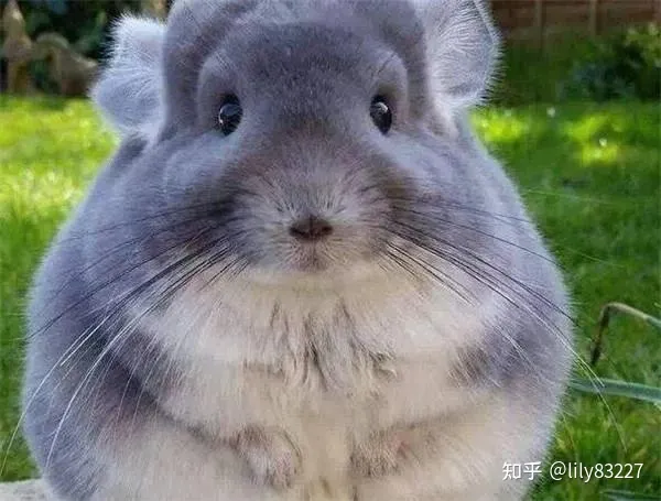 动物的朋友圈，《如果动物也有朋友圈》：围观各路动物朋友圈，结识有趣动物灵魂