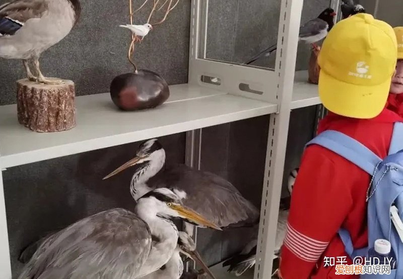 关于爱鸟护鸟的句子有哪些,爱鸟始于心,护鸟在于行!福州麦顶小学鸟类科普研学活动!