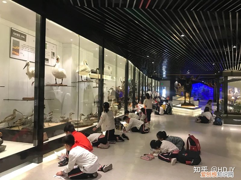 关于爱鸟护鸟的句子有哪些,爱鸟始于心,护鸟在于行!福州麦顶小学鸟类科普研学活动!