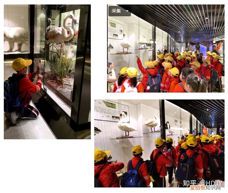 关于爱鸟护鸟的句子有哪些,爱鸟始于心,护鸟在于行!福州麦顶小学鸟类科普研学活动!